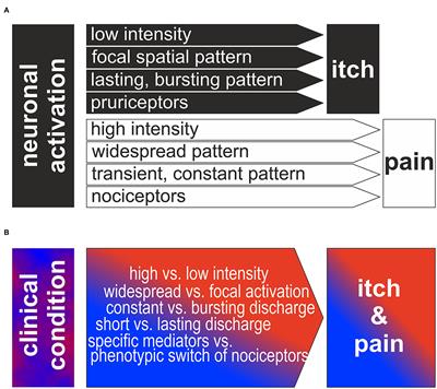 How Do Neurons Signal Itch?